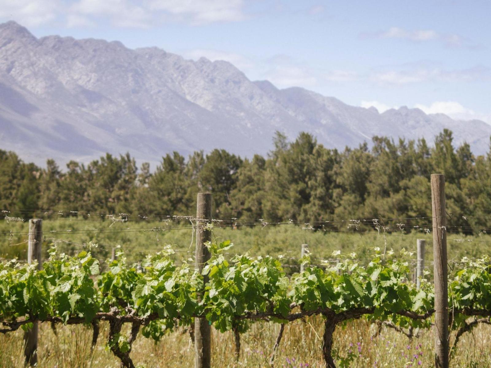 Duikersdrift Winelands Country Escape Ξενοδοχείο Tulbagh Εξωτερικό φωτογραφία