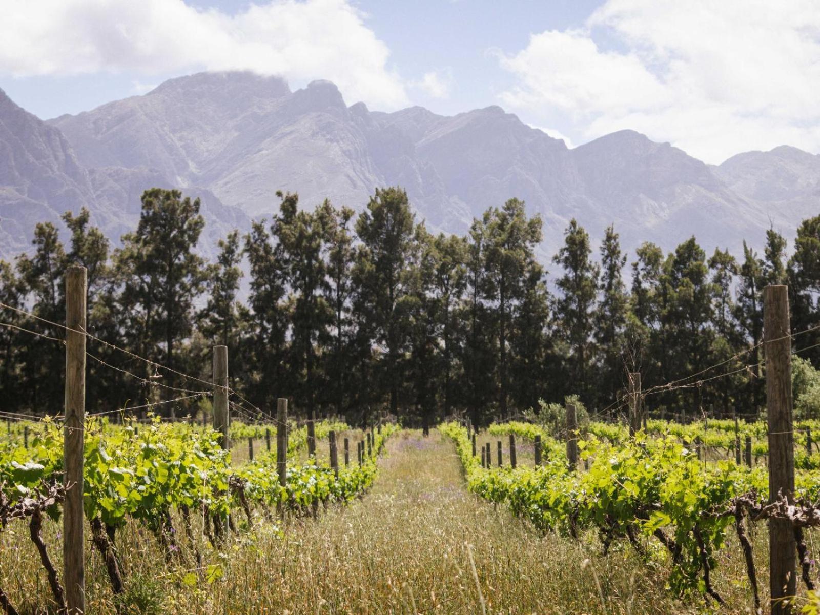 Duikersdrift Winelands Country Escape Ξενοδοχείο Tulbagh Εξωτερικό φωτογραφία